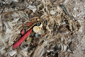 Ein durch Plastikmüll verendetes Albatros Baby